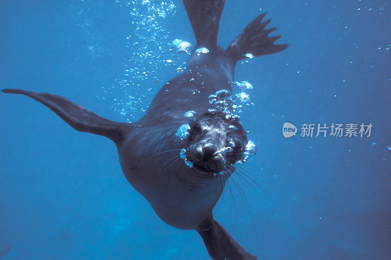 加拉帕戈斯海狮在水下。Zalophus wollebaeki。一边游泳一边看着镜头里的气泡。埃斯皮诺萨角，加拉帕戈斯群岛国家公园，厄瓜多尔。